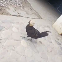 مرغ