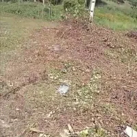 باغبانی وهرس کردن