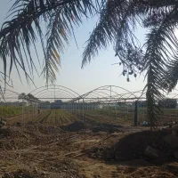 سه هزار متر گلخانه در جنگل اباد به اجاره داده م|اجارهٔ دفتر صنعتی، کشاورزی، تجاری|جیرفت, |دیوار