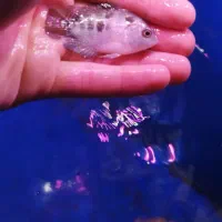 فلاور هورن|ماهی|ری, فیروزآبادی|دیوار