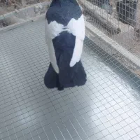 خال سیاه و خال قهوه نر