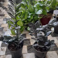 گل گیاه(گیاهان خاص و زیبا|گل و گیاه طبیعی|قم, نیروگاه|دیوار