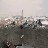 کبوتر شهرستانی پرشی|پرنده|بومهن, |دیوار