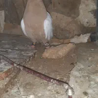 سینه ای