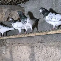 کبوتر تیدی|پرنده|بیکاه, |دیوار