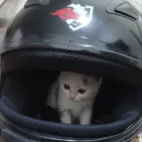 واگذاری گربه خوشگل و بازیگوش