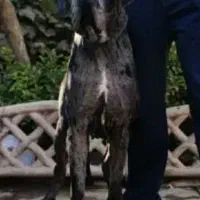 گیریت دین نگهبان