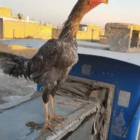 خروس لاری طوسی