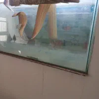 فروش  ۲ عدد آکواریوم