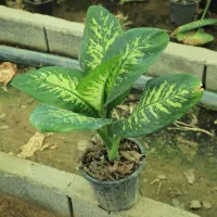 فروش عمده گل برای هدیه روز معلم  ارسال سراسر ایران