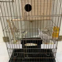 عروس هلندی مولد|پرنده|ری, فیروزآبادی|دیوار