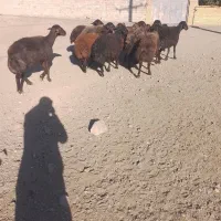 گوسفند جوان۱ ۱عدد