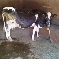 گاو شیرده هلشتایین
