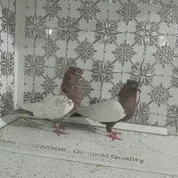 جفت سینه ای|حیوانات|اهواز, کوی جانبازان(دانش)|دیوار