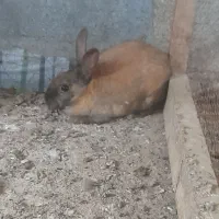 خرگوش نر|موش و خرگوش|گمیشان, |دیوار