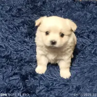 توله سگ پامر