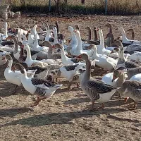 غاز محلی دو ساله و سه ساله