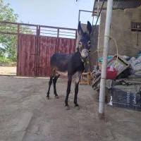 خریدم فروش
