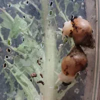 حلزون|خزنده|پرند, فاز ۶|دیوار