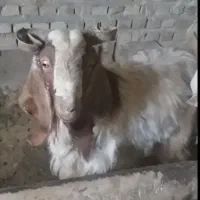 سلام دوستان گرامی|حیوانات مزرعه|تایباد, |دیوار