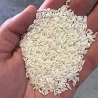 برنج سونامسوری هندی