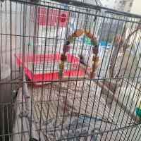 فنچ|پرنده|تهران, آسمان|دیوار