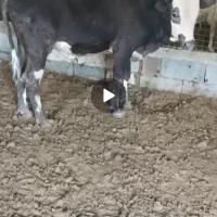 گاوسوئسی نر