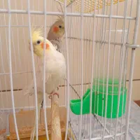 عروس هلندی|پرنده|بافق, |دیوار