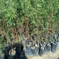 نهال|گل و گیاه طبیعی|میمند, |دیوار