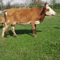 گاو چالوسی شیری وگوساله ماده سیمینتال|حیوانات مزرعه|رشت, جماران|دیوار