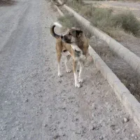 سگ نگهبان و گوسفندی