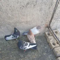 سینه ای کله ای فروشی|پرنده|اقلید, |دیوار