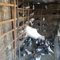 با سلام تعداد ۱۰۰ کبوتر پرشی یک جا