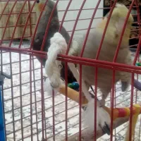 یک جفت عروس هلندی زیبا و رام