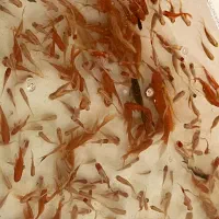 ماهی قرمز عمده و تک|ماهی|کرمان, |دیوار