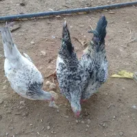 مرغ خروس مینیاتوری|حیوانات مزرعه|چگنی, |دیوار