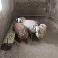 بره نر باقصاب ۲۴ساعته تمام وقت|حیوانات مزرعه|تهران, باغ فیض|دیوار