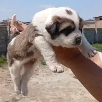 سگ الابای روسی نر و ماده نگهبان ژرمن سرابی گله ای