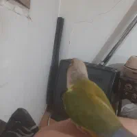 پرنده سخنگو نر فوقالعاده سالم،معاوضه دارم|پرنده|بومهن, |دیوار