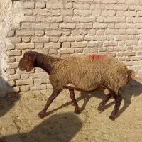 بره  نر چاق|حیوانات مزرعه|تهران, بهارستان|دیوار