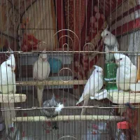 جوجه نرمه خور آلبینو و وایت فیس عروس هلندی