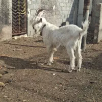 بزغاله نربزی