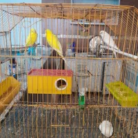 وسایل منزل هلندی جفت مولد|حراج|خرمشهر, |دیوار