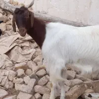 بز بزغاله دار