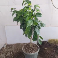 گل و گیاه بنجامین ابلق|گل و گیاه طبیعی|اهواز, سیصد دستگاه|دیوار