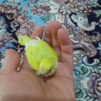 مرغ عشق سرلاکی