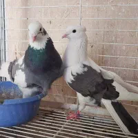 ابلق تیکه پاره