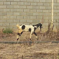 تعدادی بزغاله نر و ماده و ی بره نر