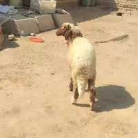 بره|حیوانات مزرعه|حمیدیه, |دیوار