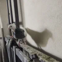 کبوتر طوقی|پرنده|سنندج, |دیوار